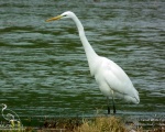 اگرت بزرگ - Great White Egret - Egretta alba