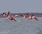 پرنده نگری در ایران - Flamingo