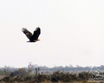 پرنده نگری در ایران - White-tailed Sea-eagle