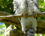 پرنده نگري - قرقی - Eurasian Sparrowhawk - Accipiter nisus