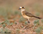 پرنده نگري - سلیم شنی - Greater Sandplover - Charadrius leschenaultii