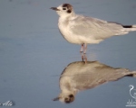 پرنده نگري - کاکایی کوچک - Little Gull - Larus minutus