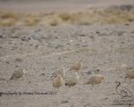 پرنده نگری در ایران - Crowned Sandgrouse