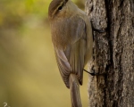 پرنده نگري - سسک چیفچاف کوهی - Mountain Chiffchaff - Phylloscopus sindianus